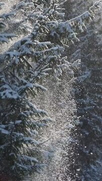 Snow-covered spruce branches in winter time. Snow falls from tree branches, illuminated by sunset. Vertical slow motion shot