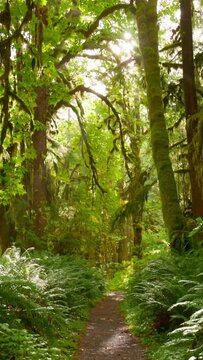 Camera moves along path among trees overgrown with moss and bushes. Rain forest in Olympic National Park, Washington, United States. Vertical gimbal shot