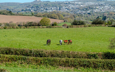 Horses in a Cornish Meadow