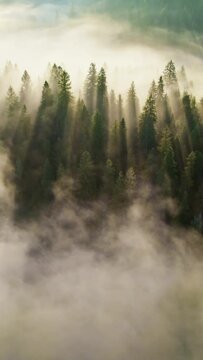 Sun rays breaking through the trees in light fog. Fabulous morning in the forest. Aerial shot of gorgeous sunny foggy forest. Vertical Screen 