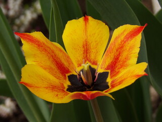 Zbliżenie na kwiat żółtego tulipana