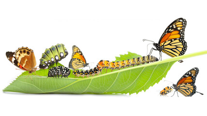 Butterfly life cycle stages on a leaf, from caterpillar to chrysalis to adult butterfly. - obrazy, fototapety, plakaty
