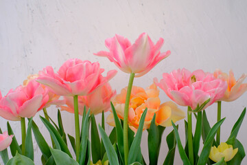 白背景で撮影したチューリップ