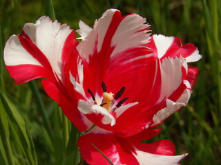 Zbliżenie na unikalny kwiat czerwonego tulipana