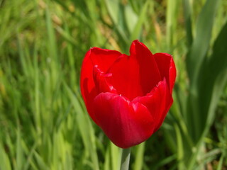 Zbliżenie na unikalny kwiat czerwonego tulipana - obrazy, fototapety, plakaty