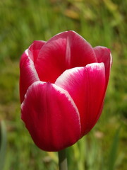 Zbliżenie na kwiat różowego tulipana