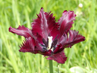 Zbliżenie na wyjątkowy kwiat brązowego tulipana
