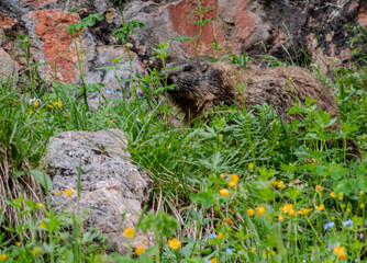 Groundhog in close up view in between grass landscape