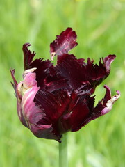 Zbliżenie na wyjątkowy kwiat brązowego tulipana