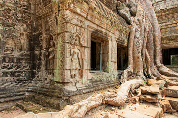 Fototapeta premium Ta Prohm