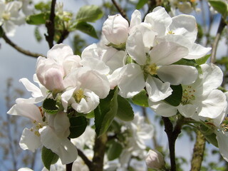 Zbliżenie na białe kwiaty jabłonki