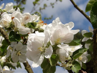 Obraz na płótnie Canvas Zbliżenie na białe kwiaty jabłonki