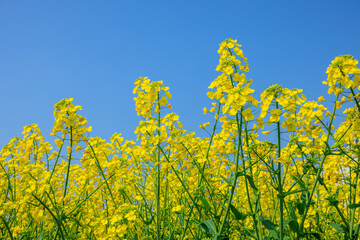Yellow rape flowers bloom in spring. Flower natural background.