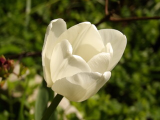 Zbliżenie na biały kwiat tulipana - obrazy, fototapety, plakaty
