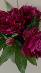 Bouquet of fresh blossoming peony flowers in vase. Purple flowers