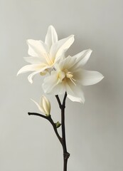 Naklejka na ściany i meble vanilla flower minimalistic modern (2).jpg