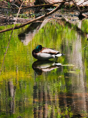 duck on the lake