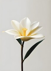 vanilla flower minimalistic modern (2).jpg