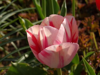 Zbliżenie na wyjątkowy kwiat różowego tulipana - obrazy, fototapety, plakaty