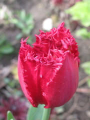 Zbliżenie na wyjątkowy kwiat różowego tulipana © Kumulugma