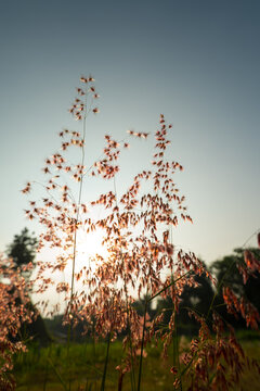 Red Velvet Grass in the morning