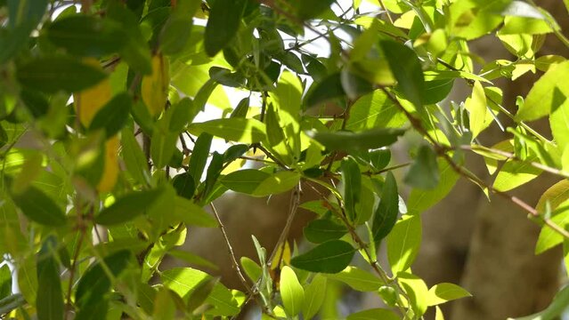Phillyrea latifolia, commonly known as green olive tree or mock privet, is a species of tree in the family Oleaceae.