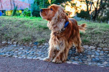 Cheerful spaniel dog plays with ball early in morning in park, Marseille, France. High quality photo