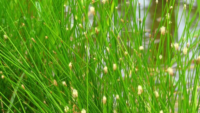 Isolepis cernua (Scirpus cernuus) is species of flowering plant in the sedge family known by the common names low bulrush, slender club-rush, tufted clubrush, and fiberoptic grass.
