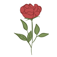 red rose illustrations fit for romantic flyers, valentine, dating, wedding, any cutleries