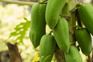 Some California papayas are still young on the tree