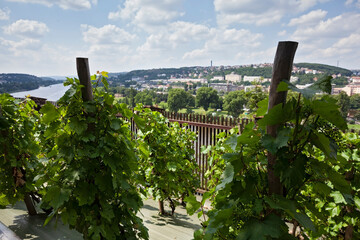 Czech Republic, Prague: vineyard on the high bank of the Vltava near Visegrad fortress