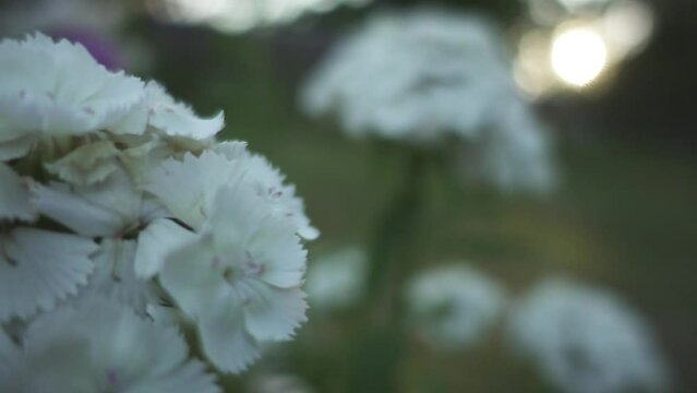 Dianthus plumarius, common pink, garden pink, or wild pink, or simply pink, is flowering plant in family Caryophyllaceae.