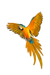 Obraz premium Colorful flying Blue and Gold Macaw parrot isolated on transparent background png file