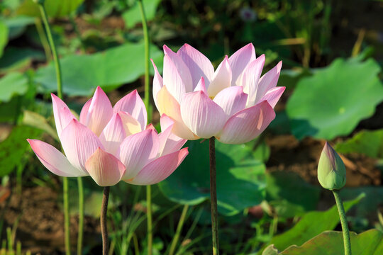 Lotosblumen