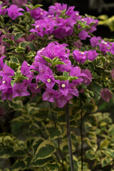pink bougainvillea flowers
