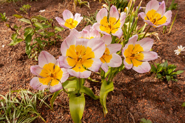 Small yellow-purple early tulips blooming in the spring