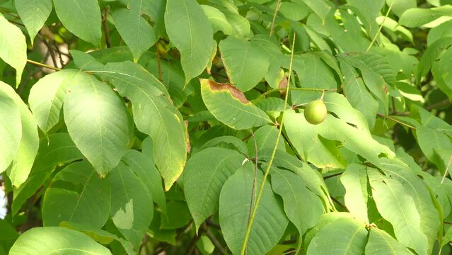 Aesculus parviflora (bottlebrush buckeye) is species of buckeye. It is also called dwarf horse chestnut in recognition of its resemblance to its more famous relative horsechestnut.