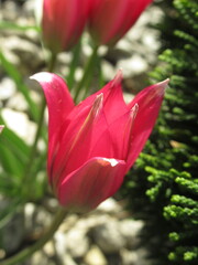 Zbliżenie na różowy kwiat tulipana botanicznego