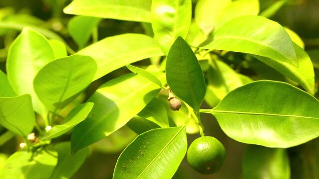 Calamondin (Citrofortunella microcarpa or mitis)