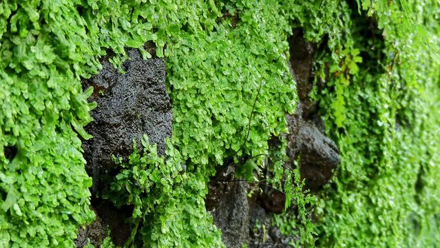 Adiantum capillus-veneris, Southern black maidenhair and venus hair fern, is ferns in genus Adiantum and family Pteridaceae with subcosmopolitan worldwide distribution.