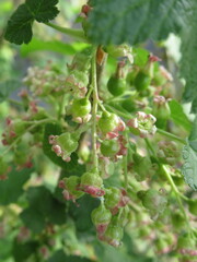 Zbliżenie na kwiaty porzeczki