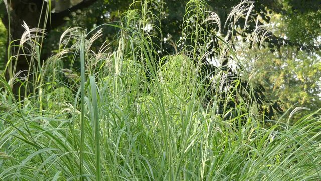 Spartina pectinata is species of cordgrass known by common names prairie cordgrass, freshwater cordgrass, tall marshgrass, and sloughgrass. It is native to much of North America.