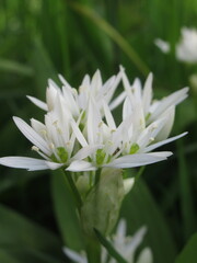 Zbliżenie na białe kwiaty czosnku niedźwiedziego © Kumulugma