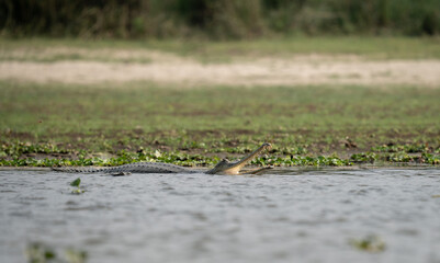 Gharial Crocodile with Open Mouth