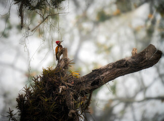 Himalayan Flameback Woodpecker