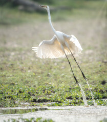 Great Egret Taking Flight
