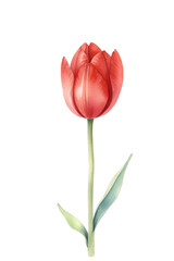 watercolor illustration of red tulip flower on white. clip art