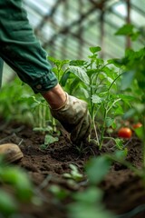 Create a depiction of a farmer planting tomatoes in a greenhouse, promoting eco-friendly cultivation, clear and isolated background with space for messages