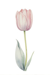 Fototapeta premium watercolor illustration of pink tulip flower on white. clip art