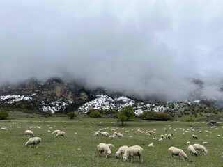 A flock of sheep grazing in the mountains against the backdrop of the Caucasus Mountains. Ingushetia, Caucasus, Russia. Beautiful spring landscape. A sheep with a lamb on a mountain slope.